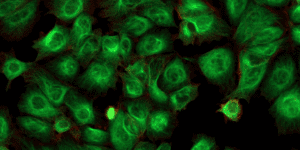 Excitation and Emission Spectra in Flow Cytometry | NanoCellect