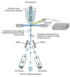 How Does Flow Cytometry Work?