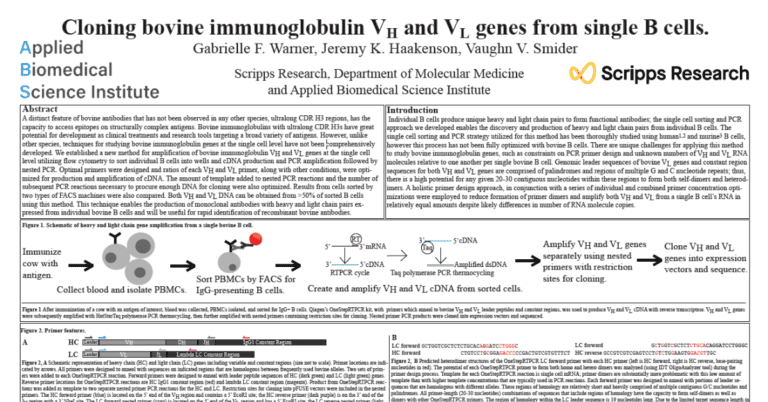 Cloning bovine immunoglobulin VH and VL genes from single B cells