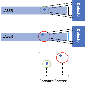 Forward scatter in a flow cytometer.