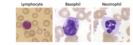 Wright-Giemsa staining of different PBMC based on increasing complexity.