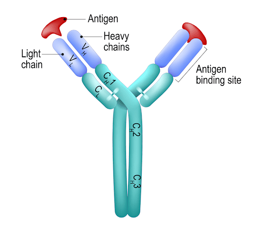 The structure of an antibody. The binding site is noted on the left arm