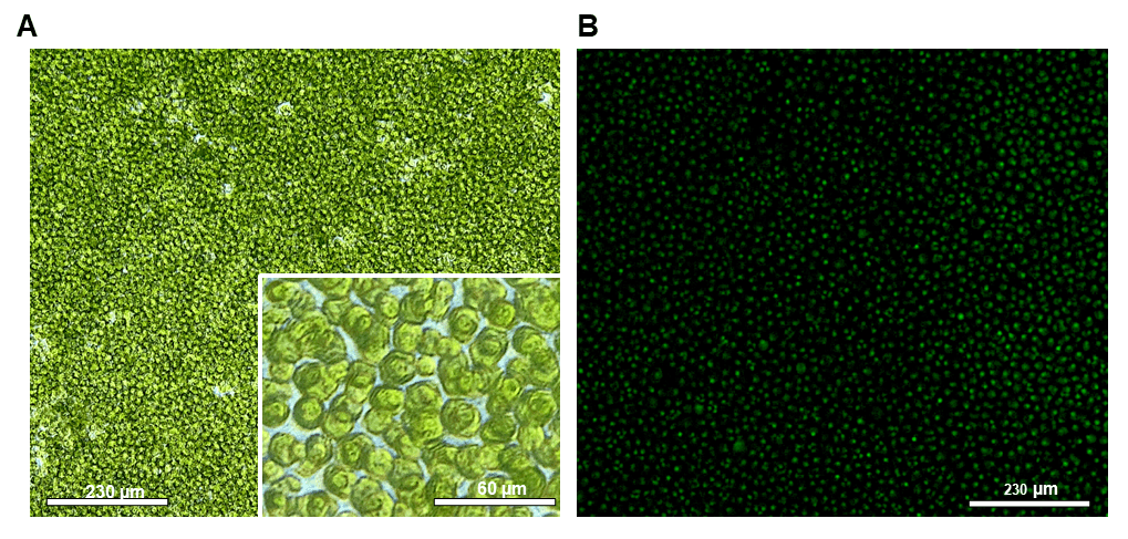 Post sort images of Chlamydomonas reinhardtii, CC-5416 (GFP) using the WOLF N1 single-cell dispenser.