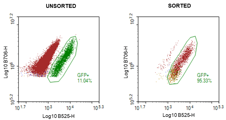 Bulk enrichment confirmation of GFP positive Chlamydomonas reinhardtii using the Novocyte flow cytometer