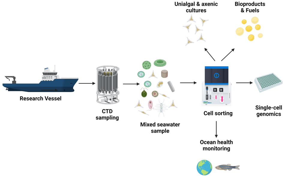 Visual workflow summarizing several possible applications in microalgal cell sorting