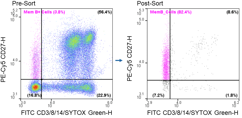 Memory B cell post-sort purity: Sorting of live CD3-CD8-CD14-CD27+ from PBMCs resulted in a 34-fold increase in purity.