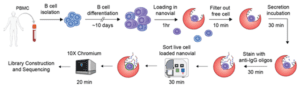 Methods For Antibody Discovery: Single Cell Techniques | NanoCellect