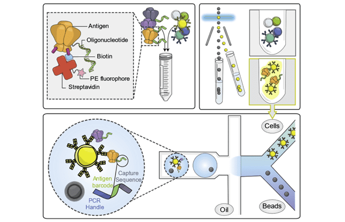 LIBRA-seq workflow