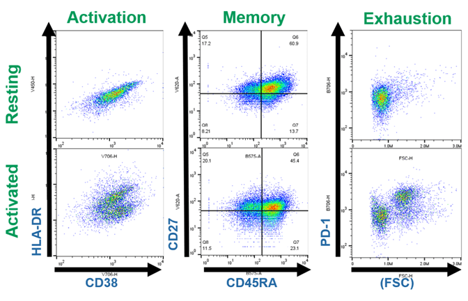 Phenotypic evaluation of resting and activated T cells