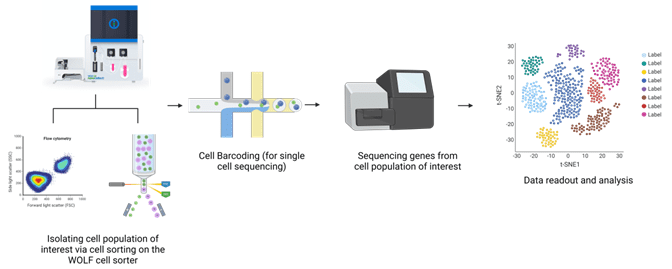 Example of sequencing workflow with cell sorting.