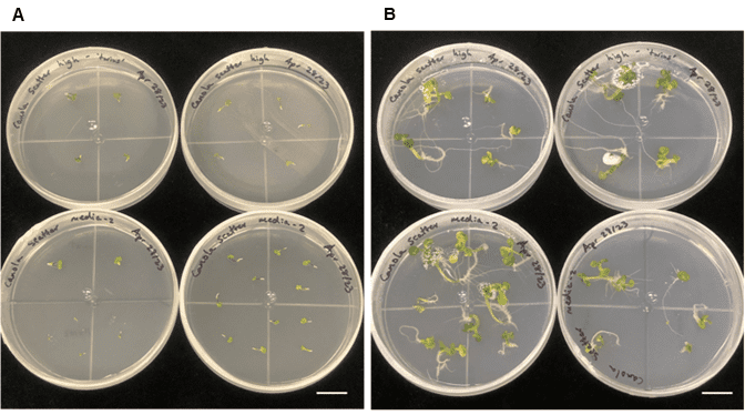 Freshly plated embryos and plantlet development from sorted embryogenic microspores.