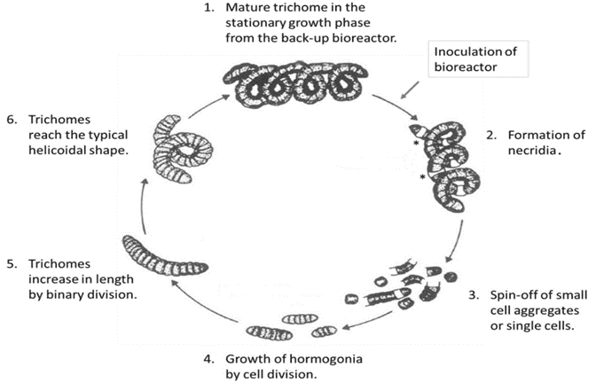 Lifecycle of Arthrospira platensis (Spirulina)