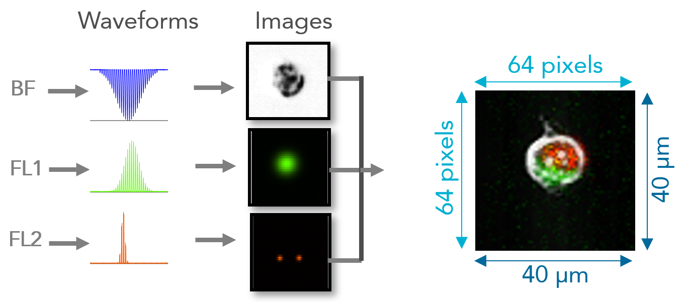 VERLO Image-Guided Cell Sorter Image Formation