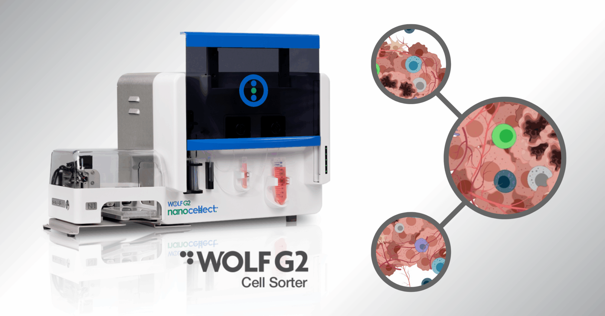 Sorting the Future of Cancer Research: How the WOLF® Cell Sorter Powers Tumor Microenvironment Studies
