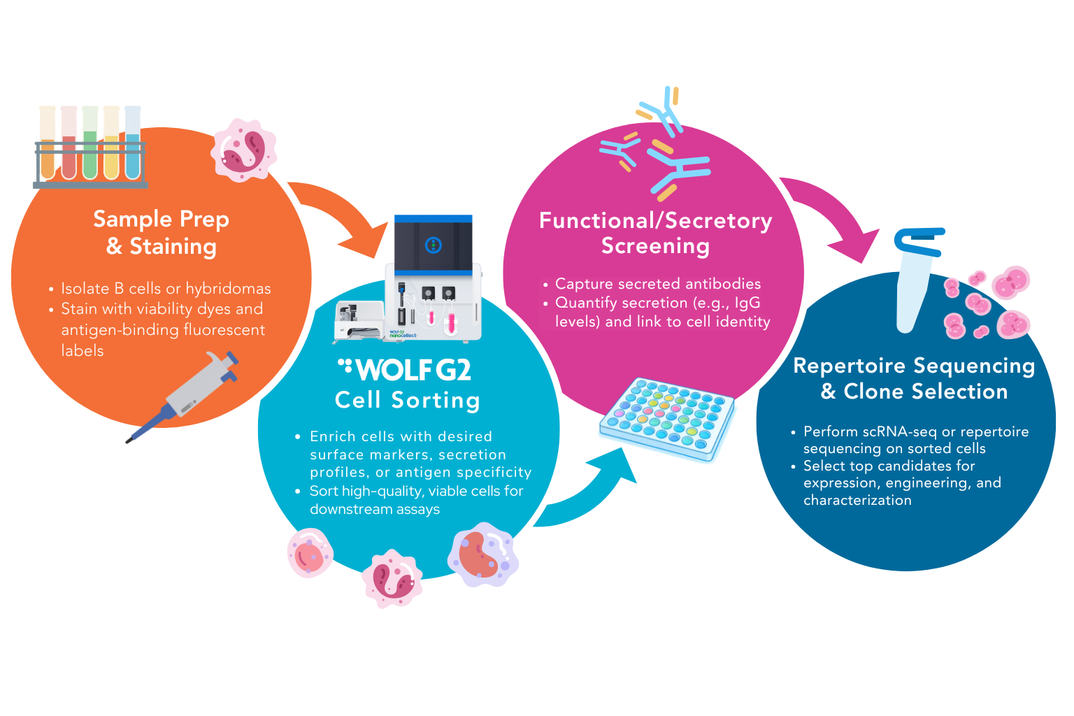 Antibody Discovery Workflow